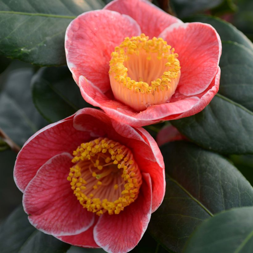 Camelia Sanpei Tsubaki - Camellia japonica (Flowering)