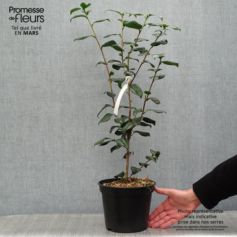 Example of Camelia Sanpei Tsubaki - Camellia japonica Pot de 4L/5L as you get in printemps
