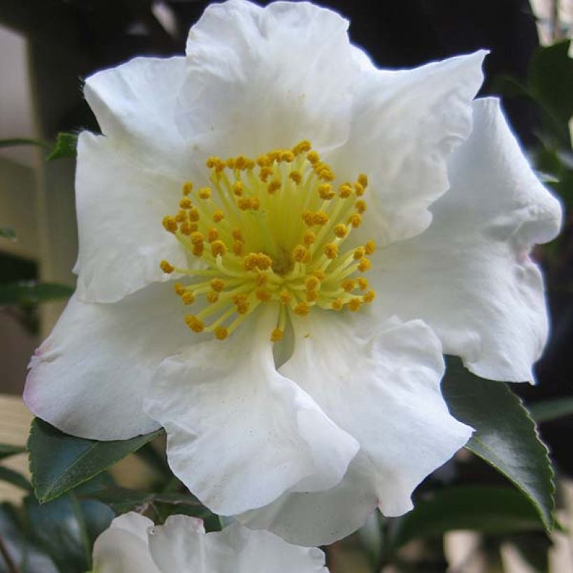 Camélia d'automne - Camellia sasanqua Setsugekka (Flowering)