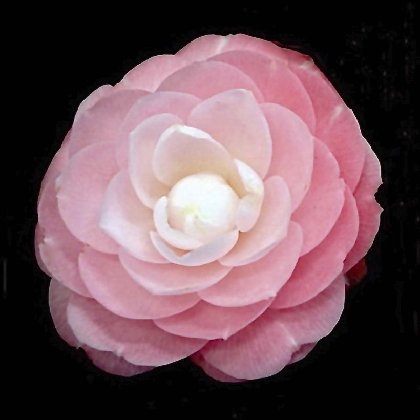 Camélia classique - Camellia japonica Sweet Olive (Flowering)
