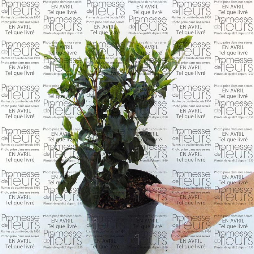 Example of Camélia classique - Camellia japonica Sweet Olive Pot de 4L/5L as you get