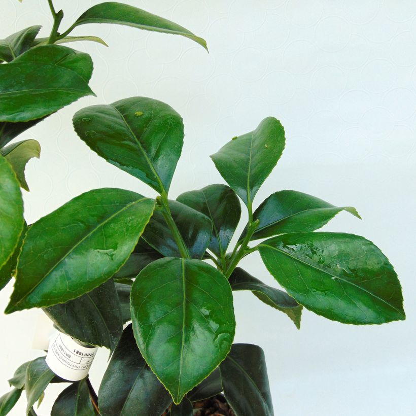 Camélia classique - Camellia japonica Sweet Olive (Foliage)
