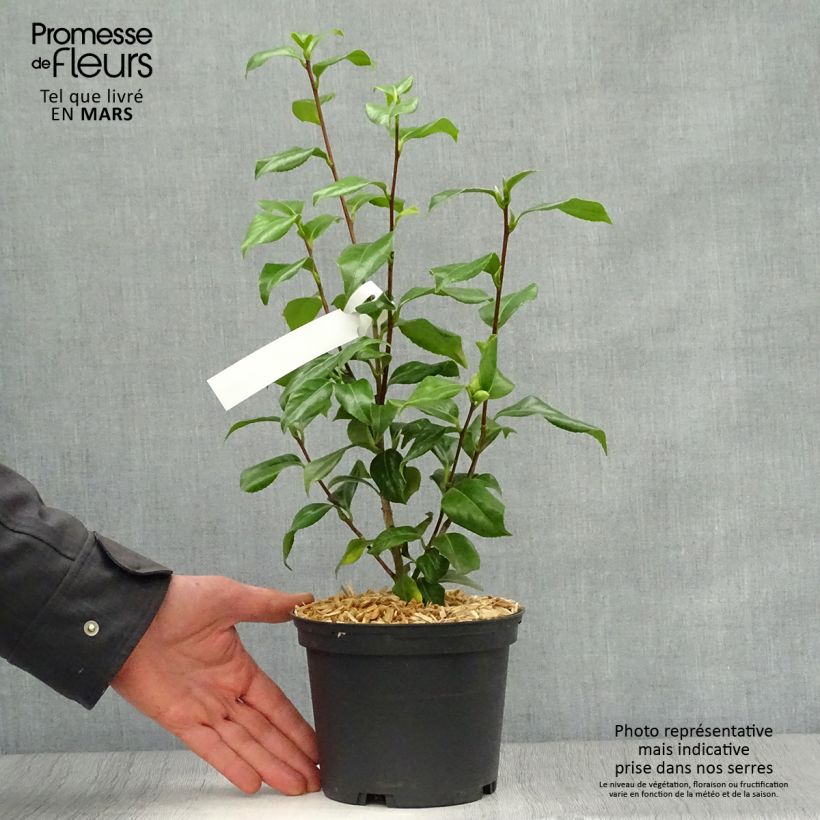Example of Camélia classique - Camellia japonica Sweet Olive Pot de 2L/3L as you get in printemps