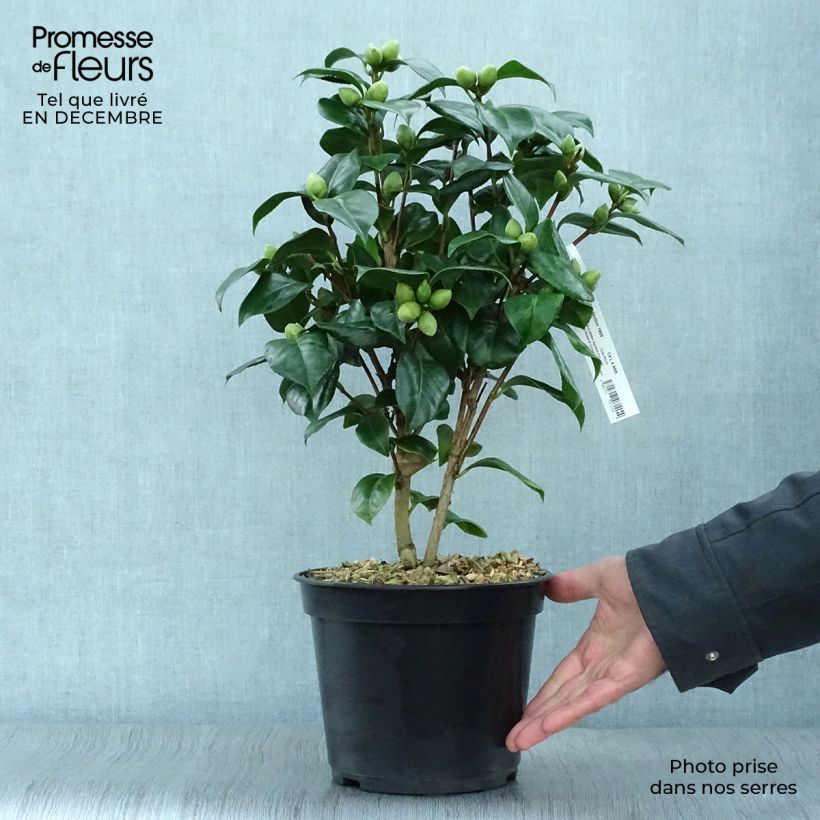 Spécimen de Camélia Valtevareda - Camellia japonica Pot de 4L/5L tel que livré en hiver