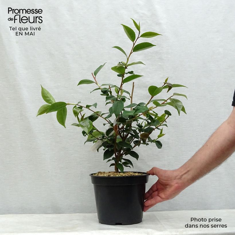 Example of Camélia champêtre - Camellia High Fragrance Pot de 3L/4L as you get in printemps