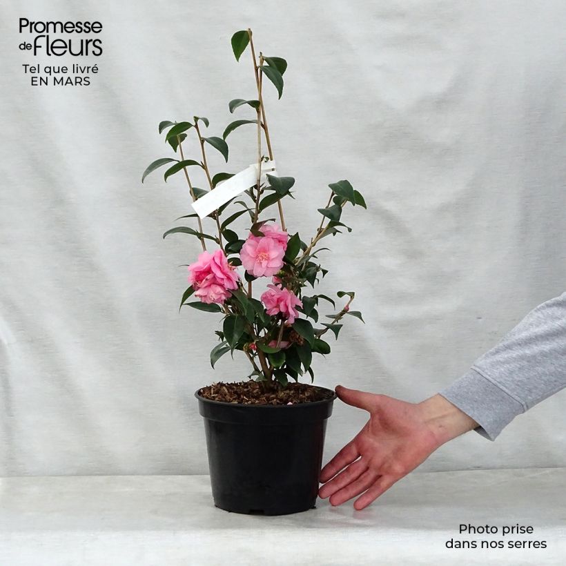 Example of Camélia champêtre - Camellia Spring Festival Pot de 3L/4L as you get in printemps