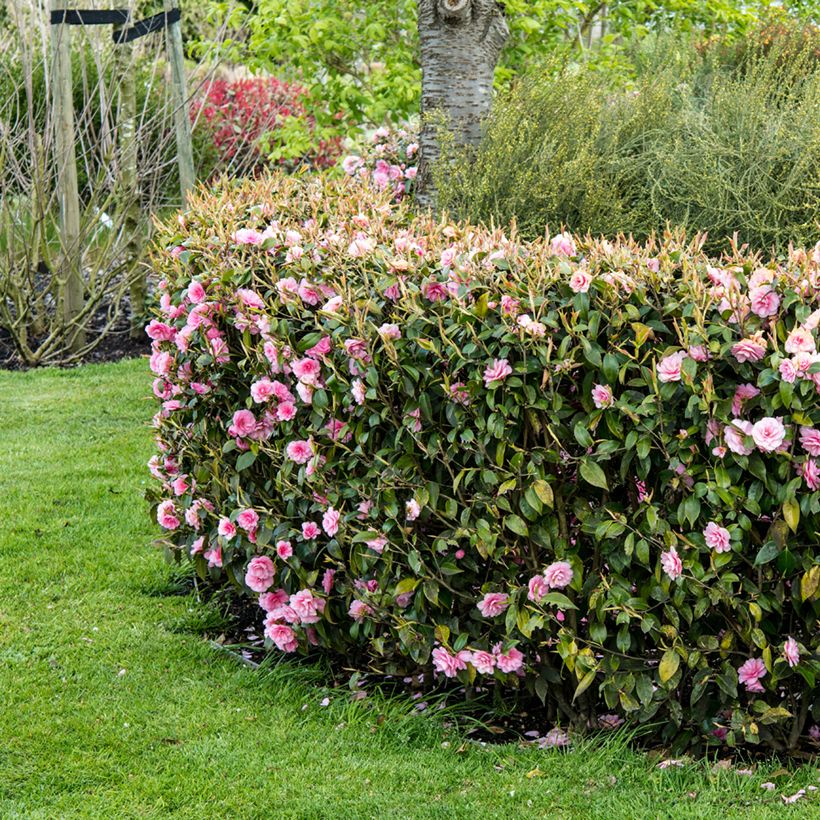 Camélia champêtre - Camellia Spring Festival (Plant habit)