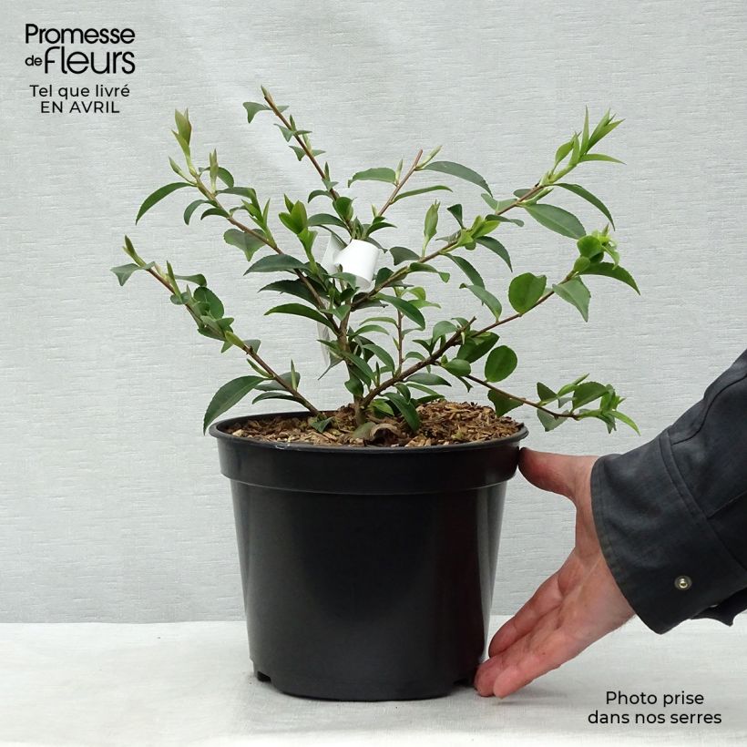 Example of Camélia champêtre - Camellia Sweet Emily Kate Pot de 4L/5L as you get in printemps