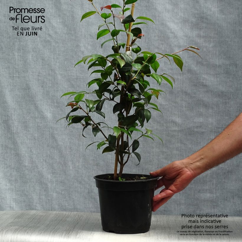 Spécimen de Camélia champêtre Gay Baby Pot de 4L/5L tel que livré en été