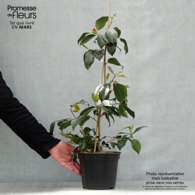 Example of Camélia chandleri Elegans - Camellia japonica Pot de 4L/5L as you get in printemps