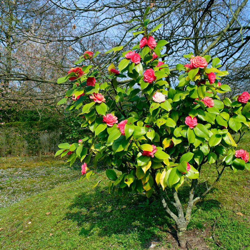 Camélia chandleri Elegans - Camellia japonica (Plant habit)