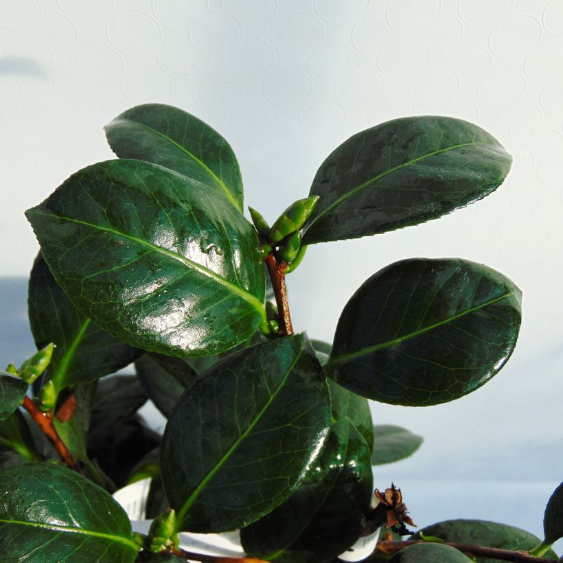 Camélia classique - Camellia Dahlonega (Foliage)