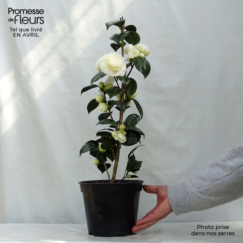 Example of Camélia classique - Camellia Dahlonega Pot de 4L/5L as you get in printemps