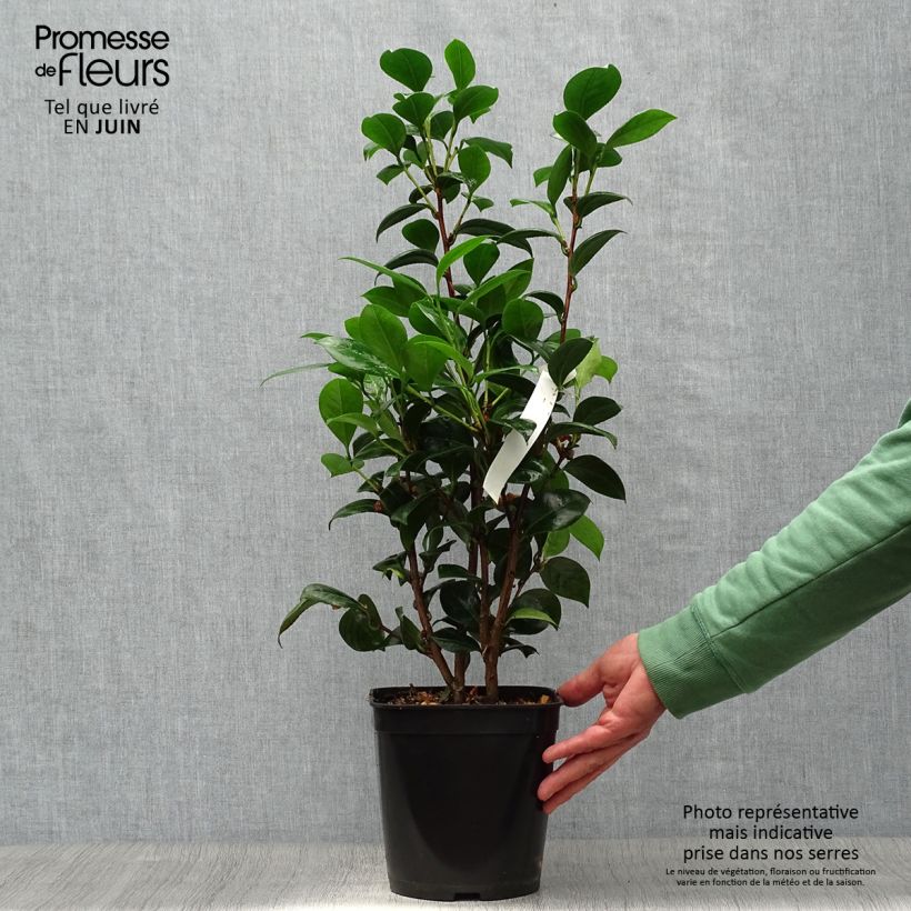 Spécimen de Camélia classique - Camellia Dahlonega Pot de 4L/5L tel que livré en été