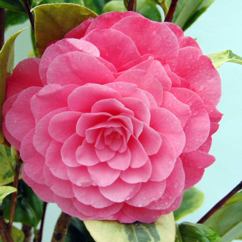 Camélia classique - Camellia Kerguelen (Flowering)