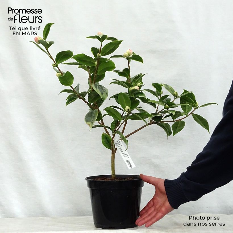 Example of Camélia classique - Camellia Kerguelen Pot de 4L/5L as you get in printemps