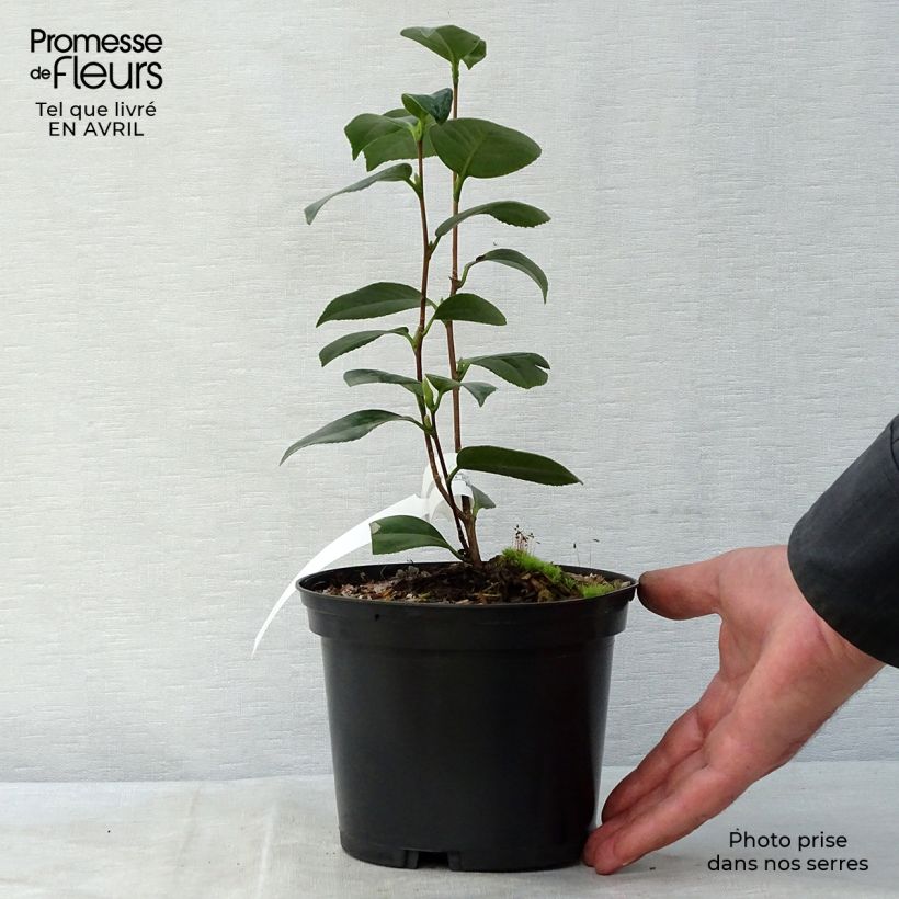 Example of Camélia classique - Camellia Look Away Pot de 2L/3L as you get in printemps