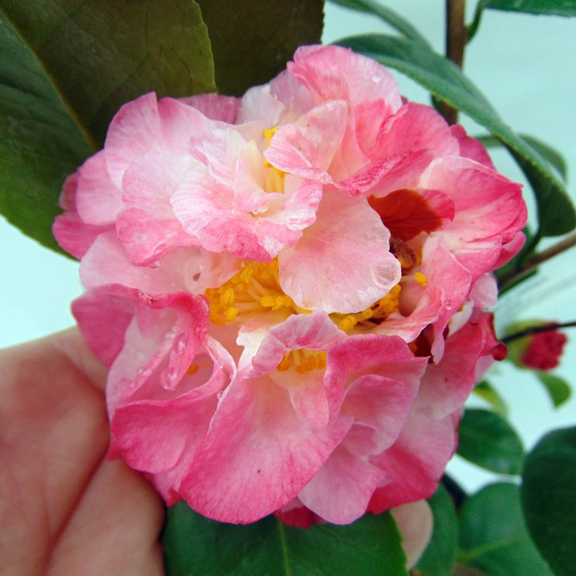Camélia classique - Camellia Nuccio's Jewel (Flowering)