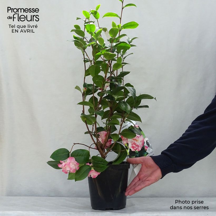 Example of Camélia classique - Camellia Nuccio's Jewel Pot de 3L/4L as you get in printemps