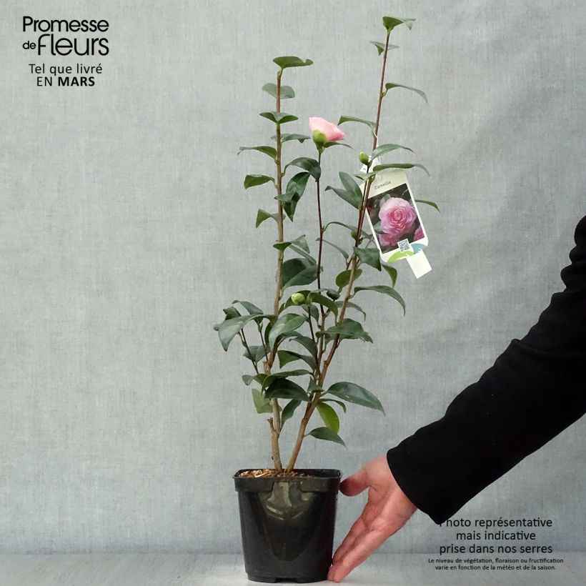 Example of Camélia classique - Camellia Nuccio s Pearl Pot de 2L/3L as you get in printemps