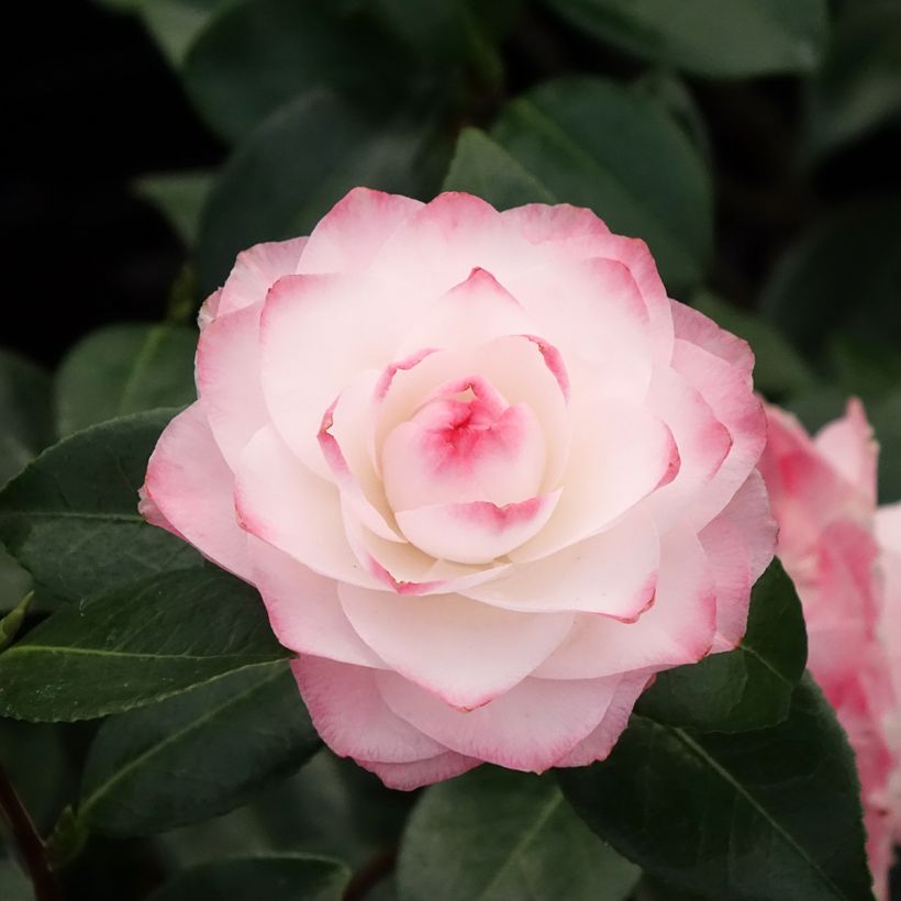 Camélia classique - Camellia Nuccio s Pearl (Floraison)