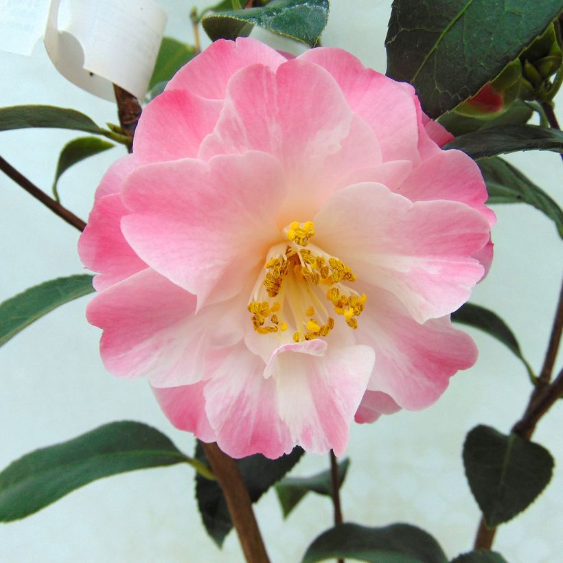 Camélia classique - Camellia Spring Daze (Flowering)