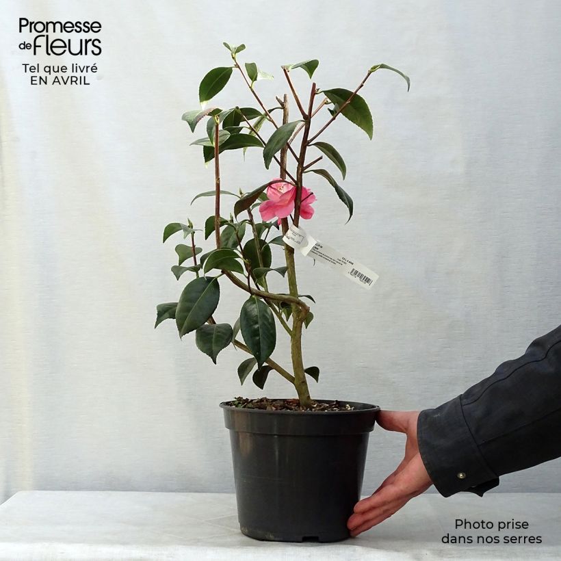 Example of Camélia classique - Camellia Spring Daze Pot de 4L/5L as you get in printemps