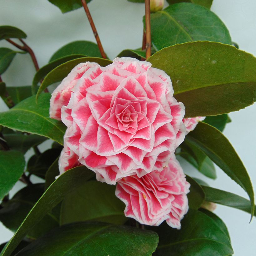 Camélia classique - Camellia Tom Pouce (Flowering)