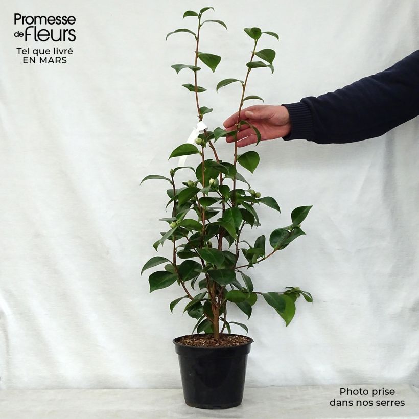 Example of Camélia classique - Camellia Tom Pouce Pot de 4L/5L as you get in printemps
