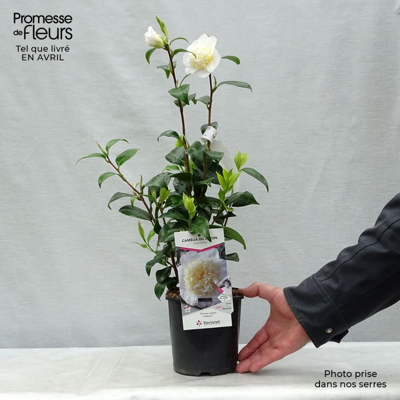 Example of Camélia classique - Camellia Jurys Yellow Pot de 1,5L/2L as you get in printemps