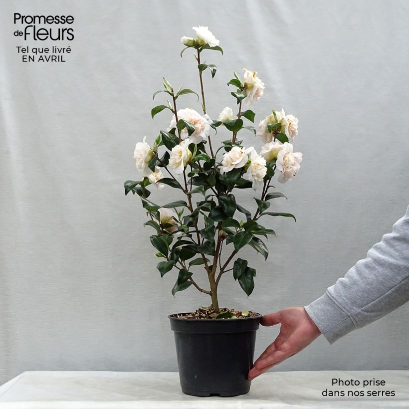 Example of Camélia classique - Camellia Jurys Yellow Pot de 3L/4L as you get in printemps