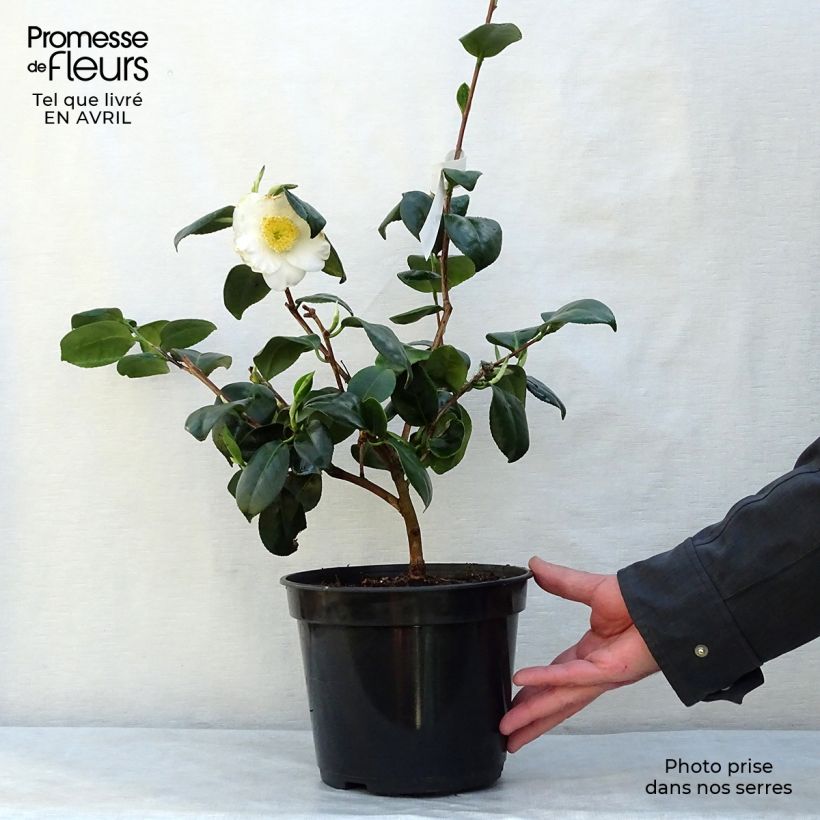 Example of Camélia d'automne - Camellia sasanqua Fuji no Yuki Pot de 4L/5L as you get in printemps
