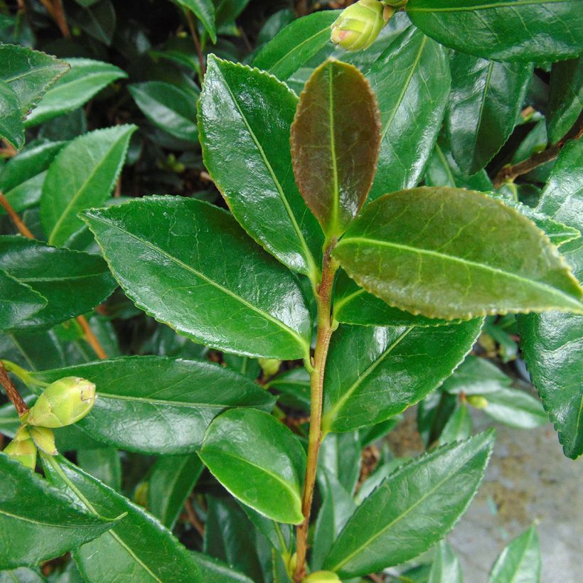 Camélia d'automne - Camellia sasanqua Early Pearly (Foliage)