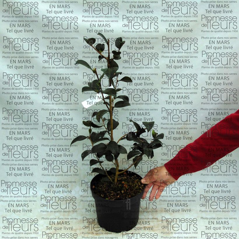 Example of Camélia d'automne - Camellia sasanqua Gay Border  Pot de 4L/5L as you get