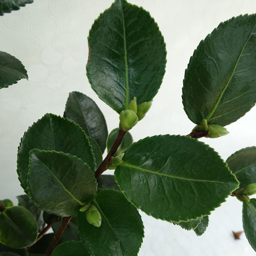 Camélia d'automne - Camellia sasanqua Sekiyo (Foliage)