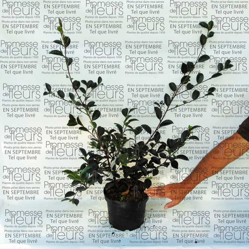 Example of Camélia d'automne - Camellia sasanqua Setsugekka Pot de 4L/5L as you get