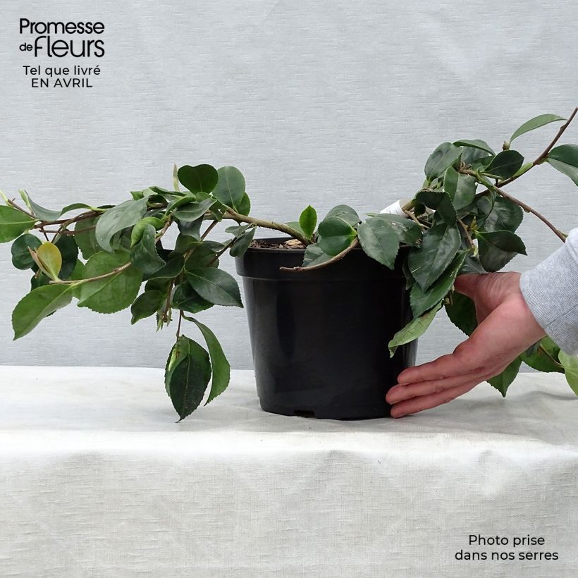 Example of Camélia d'automne - Camellia sasanqua Waterfall Pink Pot de 4L/5L as you get in printemps