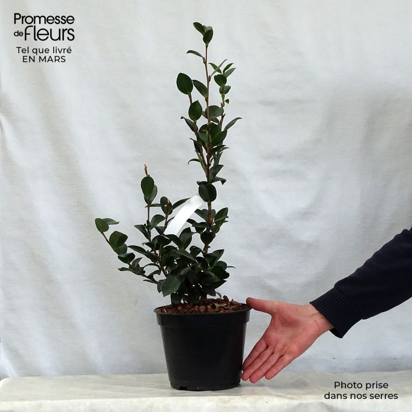 Example of Camélia d'automne - Camellia x hiemalis Pink Goddess Pot de 4L/5L as you get in printemps
