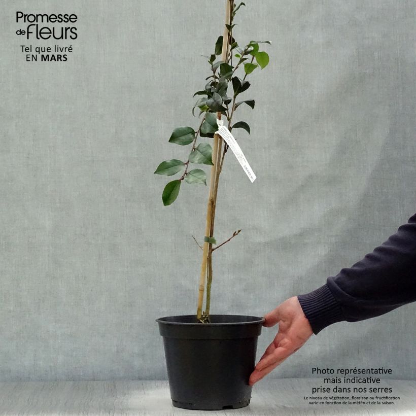 Example of Camélia d'automne - Camellia sasanqua Choji Guruma Pot de 4L/5L as you get in printemps