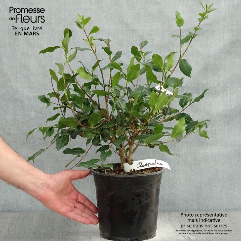 Example of Camélia d'automne - Camellia sasanqua Cleopatra Pot de 3L/4L as you get in printemps