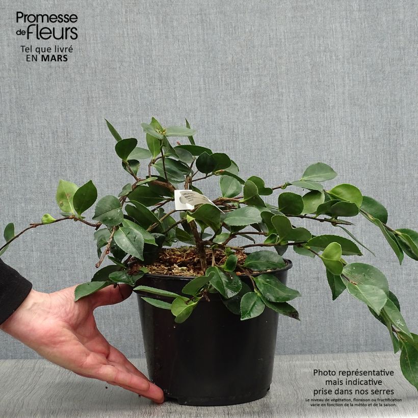 Example of Camélia d'automne - Camellia sasanqua Waterfall White Pot de 4L/5L as you get in printemps
