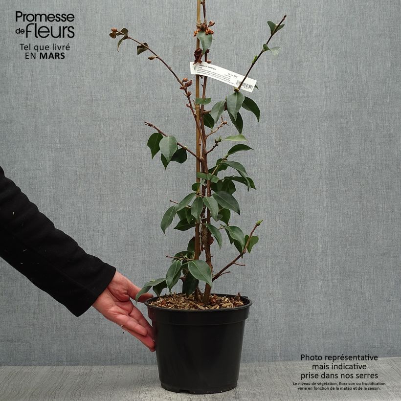 Example of Camélia d'automne - Camellia sasanqua Yume Pot de 4L/5L as you get in printemps