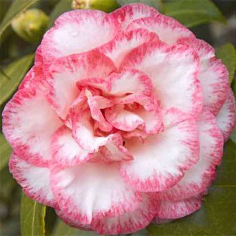 Camellia Betty's Beauty - Camélia classique (Flowering)
