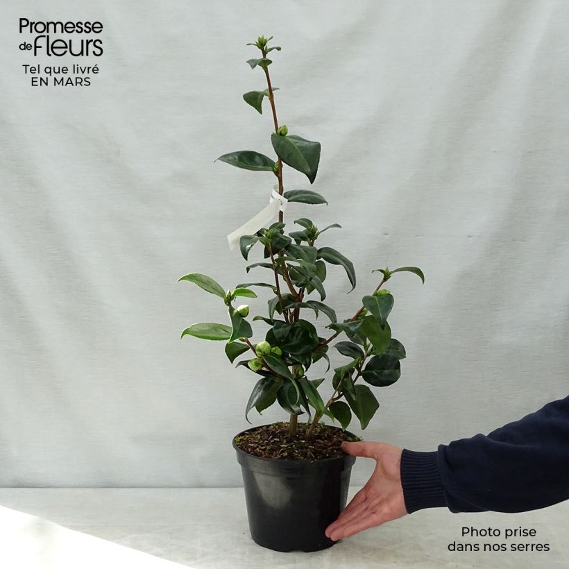 Example of Camellia Betty's Beauty - Camélia classique Pot de 4L/5L as you get in printemps
