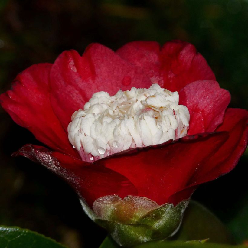 Camélia Bokuhan - Camellia japonica (Flowering)