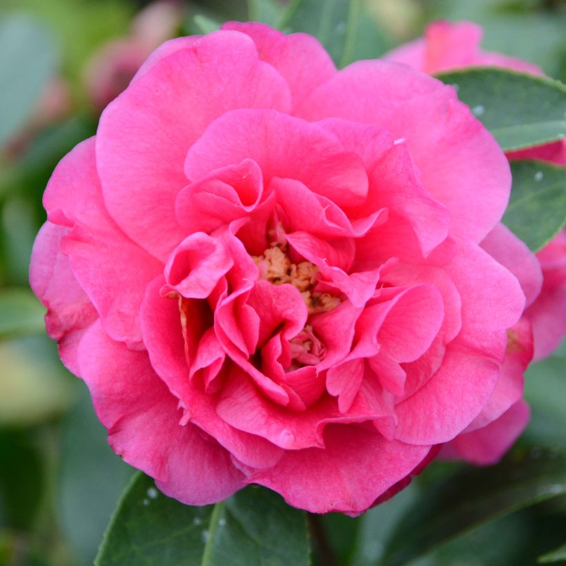 Camelia Fiesta Grande - Camellia (x) reticulata (Flowering)