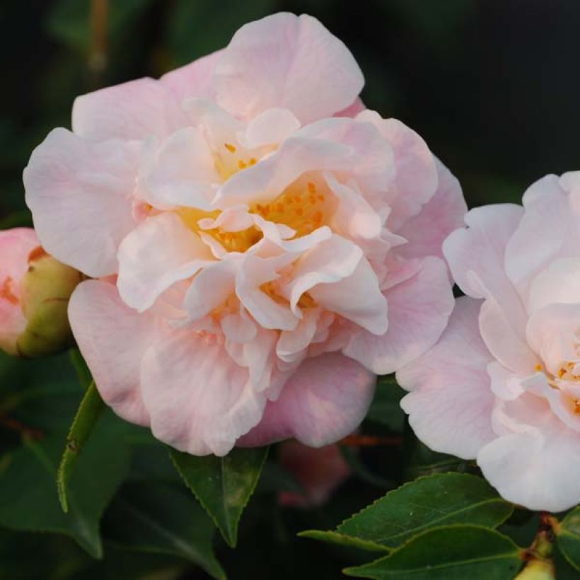 Camélia champêtre - Camellia High Fragrance (Flowering)