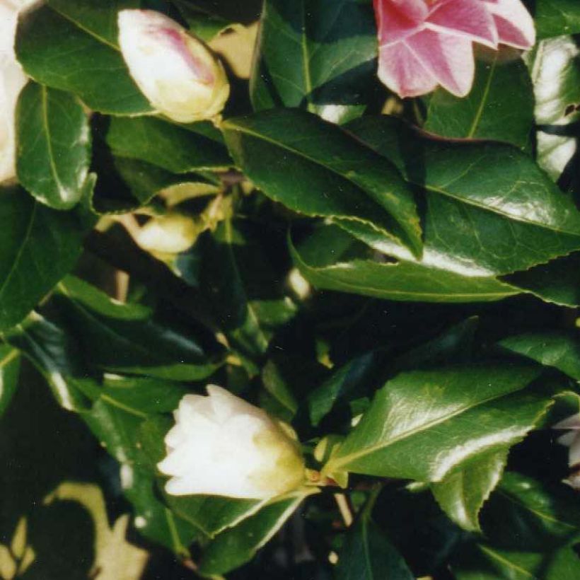Camélia Lady Vansittart - Camellia japonica (Foliage)