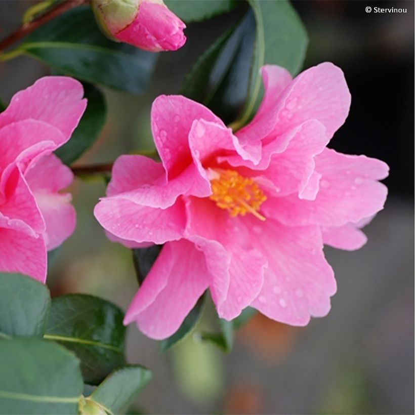 Camélia Lucky Star - Camellia (x) williamsii (Flowering)