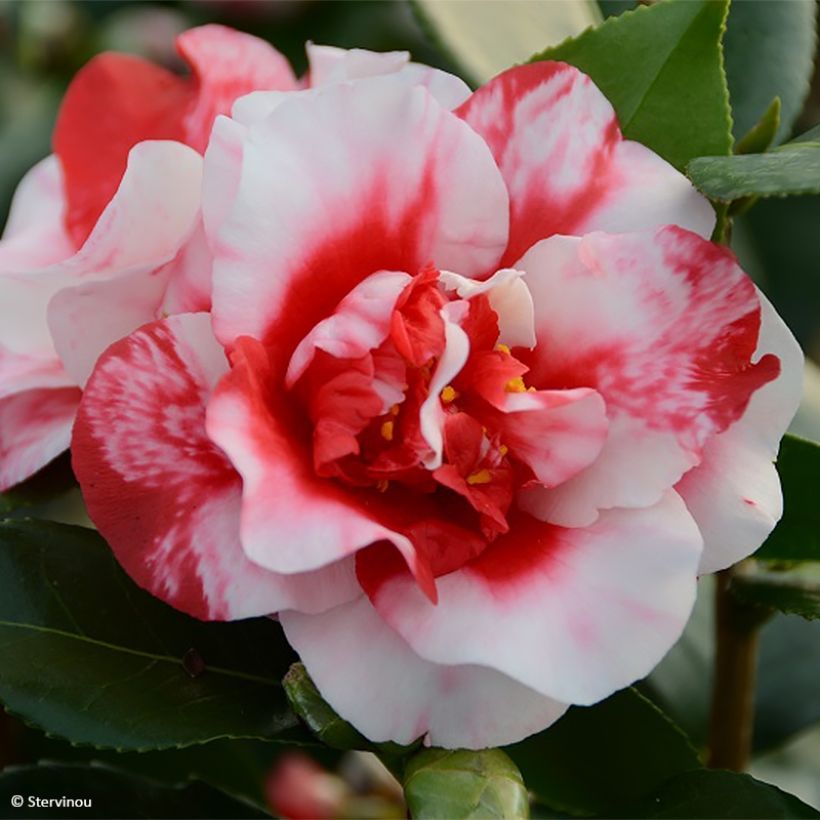 Camélia Midnight Variegated - Camellia japonica (Flowering)